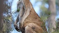 Levné letenky do Australie – ochutnejte nevšední zážitek jižní polokoule Levné letenky do Australie – ochutnejte nevšední zážitek jižní polokoule